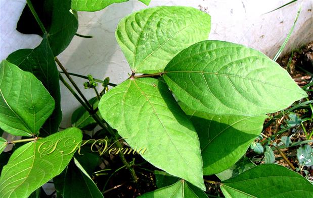 Leaf